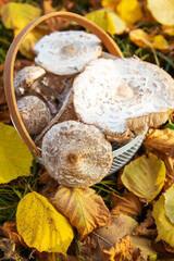 A basket with beautifully picked up edible mushrooms umbrellas stands on fallen yellow leaves. Close-up
