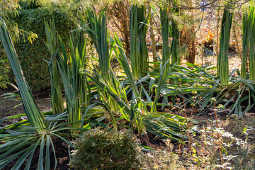 Yucca filamentosa. The long leaves of Yucca filamentosa are bundled to protect from snow. Close-up. Evergreen landscaped garden in winter. Clear sunny January day