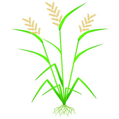 Rice plant with roots isolated on white background.
