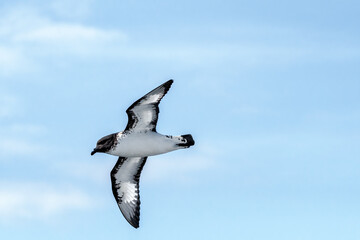 Cape Petrel (Daption capense) in South Atlantic Ocean, Southern Ocean, Antarctica