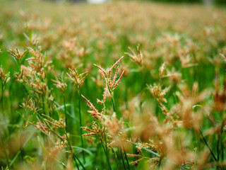 Flower fields or orange flowers in the backyard, flower backgrounds