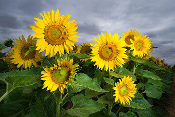 Obraz premium Fleur de Tournesol