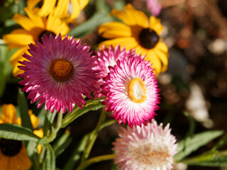 Xerochrysum bracteatum | Garten-Strohblumen, spitz und grün Blatter, schwach behaart an der Unterseite, Hüllblätter und Blüten goldgelb, orange, rot, violett, rosa oder weiß