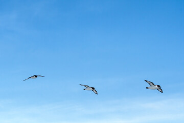 Cape Petrel (Daption capense) in South Atlantic Ocean, Southern Ocean, Antarctica