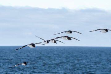 Cape Petrel (Daption capense) in South Atlantic Ocean, Southern Ocean, Antarctica