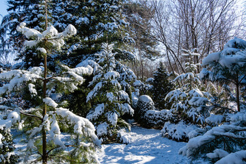 Winter's tale in evergreen landscaped garden. Branches of evergreen trees and shrubs are lowered under thick layer of fluffy snow. Atmosphere of happiness. Nature concept to New Year and Christmas..