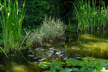 Water surface of magic pond with blooming water lilies and lotuses is cleaned of debris using the floating Messner skimmer. Water around skimmer boils from being saturated with oxygen.