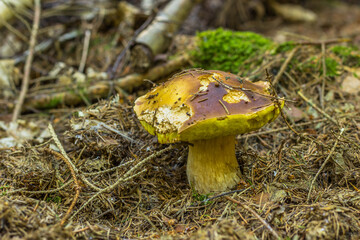 Fototapeta premium Mushrooms cut in the woods. Mushroom boletus edilus growing in green moss. Autumn forest mushrooms scene.Vegetarian diet food.Tasty fresh natural product.Two brown mushrooms nature scenery selective