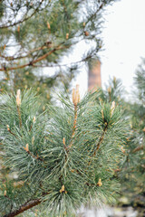 branches of a pine