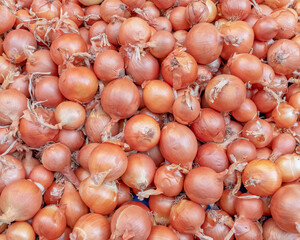 organic dry onion bulbs top view closeup, seamless pattern background