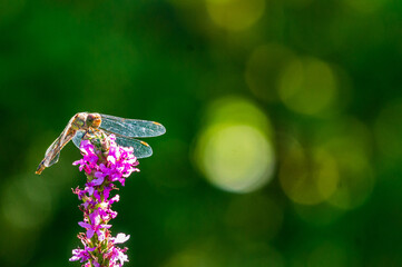 Black-tailed dragonfly (orthetrum cancellatum) sits on blooming Litrum salikaria on blurred background of greenery of landscape garden. Selective focus. Dragonfly belonging to family Libellulidae.