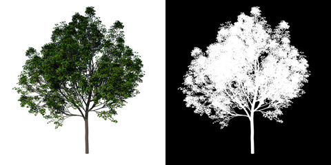 Front view tree (adolescent Real Maple 2) white background alpha png 3D Rendering Ilustracion 3D