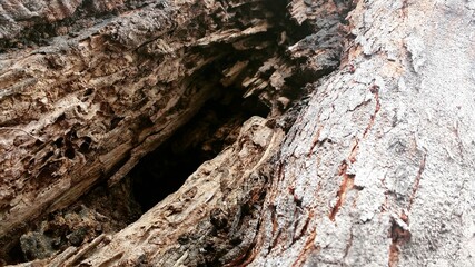 Árvores de minha escola