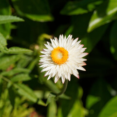 Obraz premium Xerochrysum bracteatum | Garten-Strohblume, spitz und grün Blatter, schwach behaart an der Unterseite, Hüllblätter und Blüten goldgelb, orange, rot, violett, rosa oder weiß