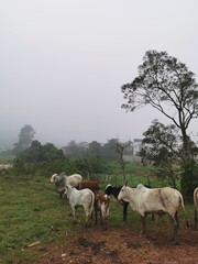 cows in the mountains