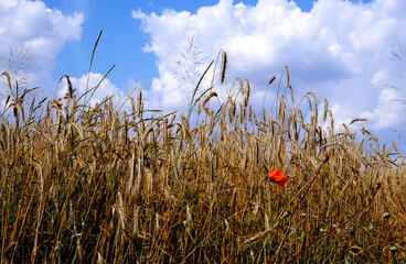 Kłosy pszenicy na polu i kwiat maku polnego. © Pedro_Foto