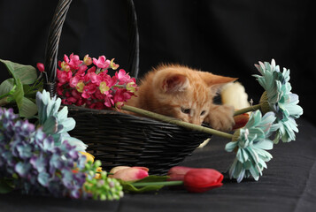 Kittens playing with flowers and sleeping in a basket