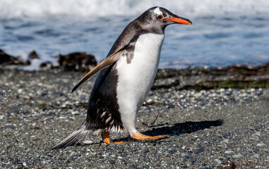 Gentoo Penguin (Pygoscelis papua) at colony, Land of Fire (Tierra del Fuego), Argentina