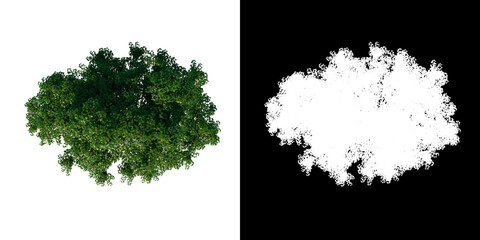 Top view tree (Real Maple 2) white background alpha png 3D Rendering Ilustracion 3D