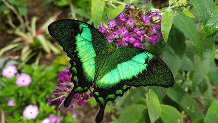 Black and green butterfly on a fuchsia flower