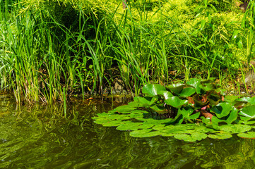 Large green leaves of a white water lily or lotus flower Marliacea Rosea on surface of water of garden pond. Selective focus. Amosphere of relaxation, tranquility and happiness.