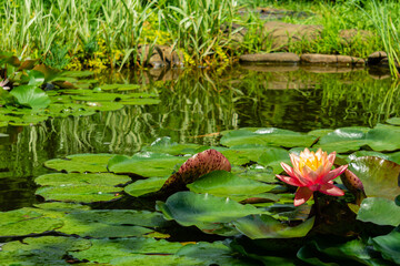 Magic big hot pink water lily flower or lotus flower Perry Orange Sunset in pond. Selective focus....