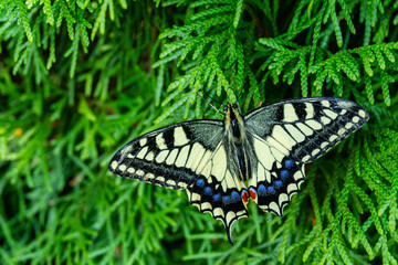 Butterfly with yellow wings sits on foliage of a thuja western against blurred background of greenery in garden. Selective focus. Beautiful Old World butterfly Swallowtail (Papilio Swallowtail).