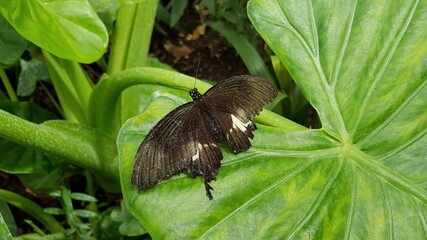Black butterfly on a leaf