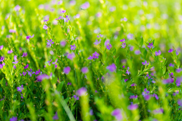 Lots of purple flowers those grows in the garden
