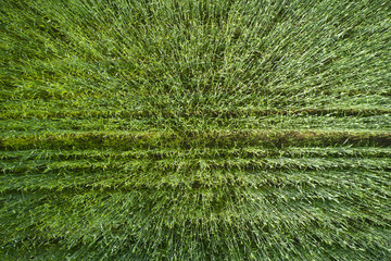 Background and texture of fresh green young cereal field