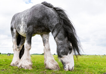 Rural landscape. Beautiful  Dutch Draft horse  grazing in a meadow in spring.