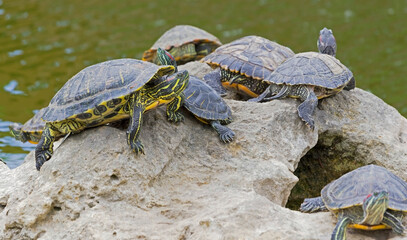 turtles basking and swimming in the sun