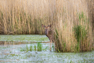 Młody jeleń Cervus elaphus obserwuje fotografa