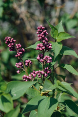 red and white butterfly