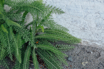 fern leaf in the wind