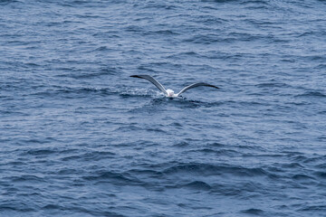 Wandering Albatross (Diomedea exulans) in South Atlantic Ocean, Southern Ocean, Antarctica