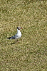 Bird seagull walks on grass