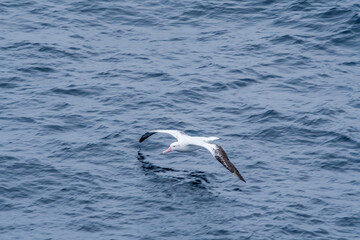 Fototapeta na wymiar Wandering Albatross (Diomedea exulans) in South Atlantic Ocean, Southern Ocean, Antarctica