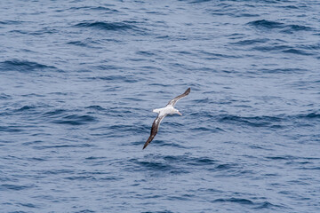 Wandering Albatross (Diomedea exulans) in South Atlantic Ocean, Southern Ocean, Antarctica