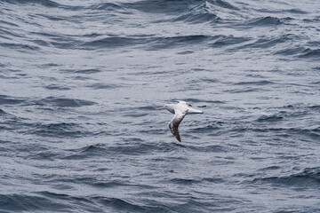 Wandering Albatross (Diomedea exulans) in South Atlantic Ocean, Southern Ocean, Antarctica
