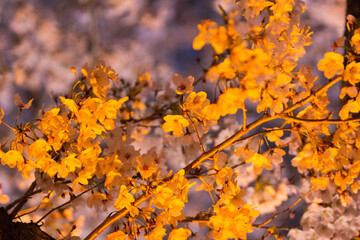 autumn leaves on the tree