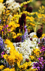 Obraz premium Summer bouquet of wild field flowers from the meadow. Beautiful florals on sunny day.