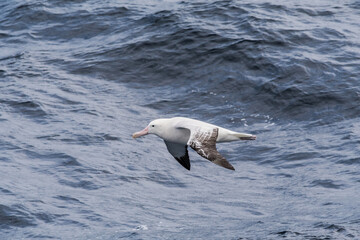 Wandering Albatross (Diomedea exulans) in South Atlantic Ocean, Southern Ocean, Antarctica