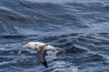 Wandering Albatross (Diomedea exulans) in South Atlantic Ocean, Southern Ocean, Antarctica