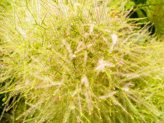 Image of a beautiful unusual tree in yellow shades.