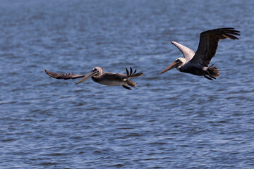 Brown Pelicans in flight over waters of Sanibel Causeway near Tampa, Florida
