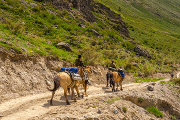 Mountain guide on horseback with dogs on the road in the mountains