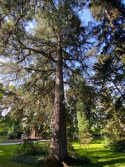 Atlas cedar (Cedrus atlantica (Endl.) G.Manetti ex Carrière), Die Atlas-Zeder, Atlaski cedar ili...