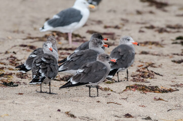 Heermann's Gull (Larus heermanni) in Malibu Lagoon, California, USA
