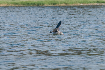 Heermann's Gull (Larus heermanni) in Malibu Lagoon, California, USA